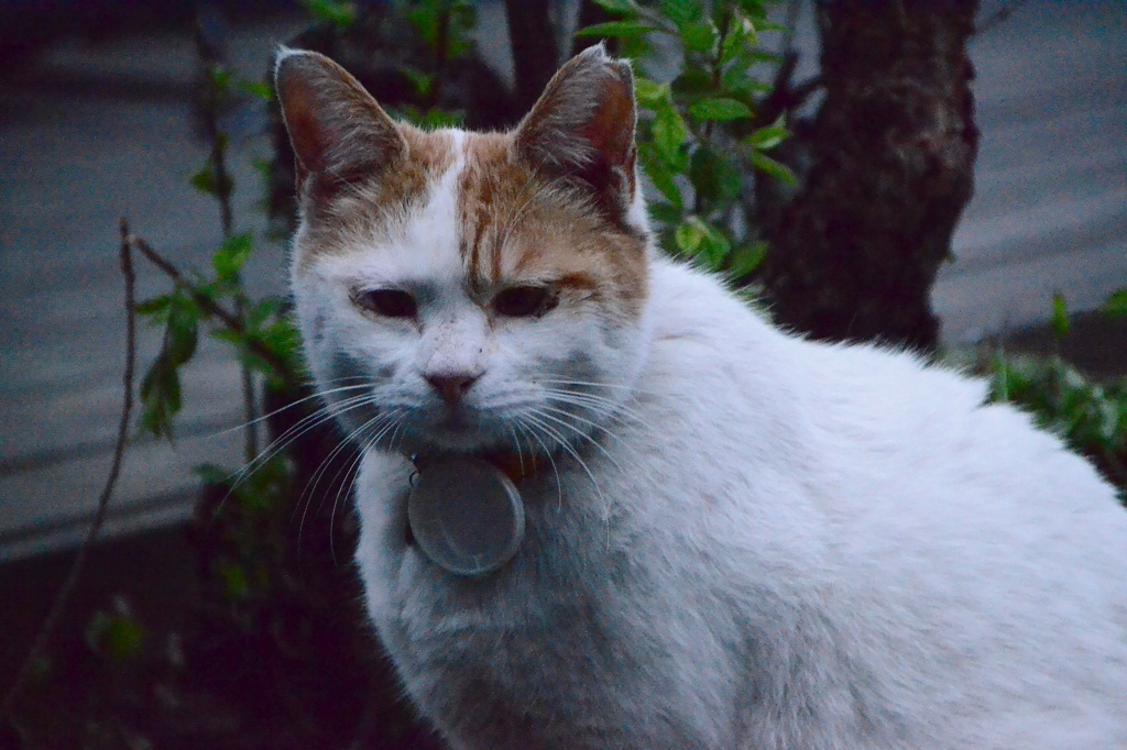 野良猫