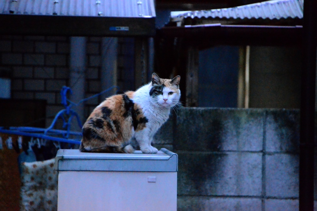 野良猫