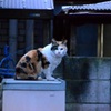 野良猫