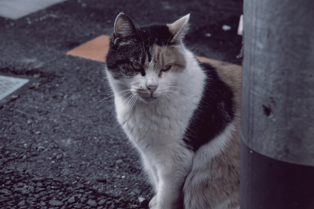 野良猫