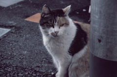 野良猫