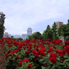 ヴェルニー公園の薔薇005