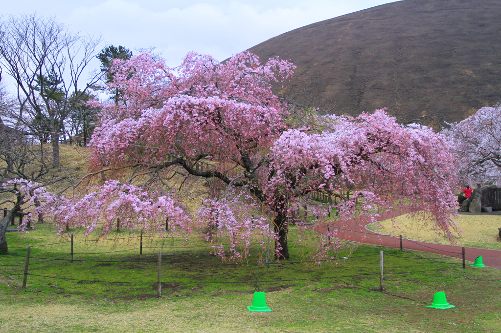 さくらの里2015　001