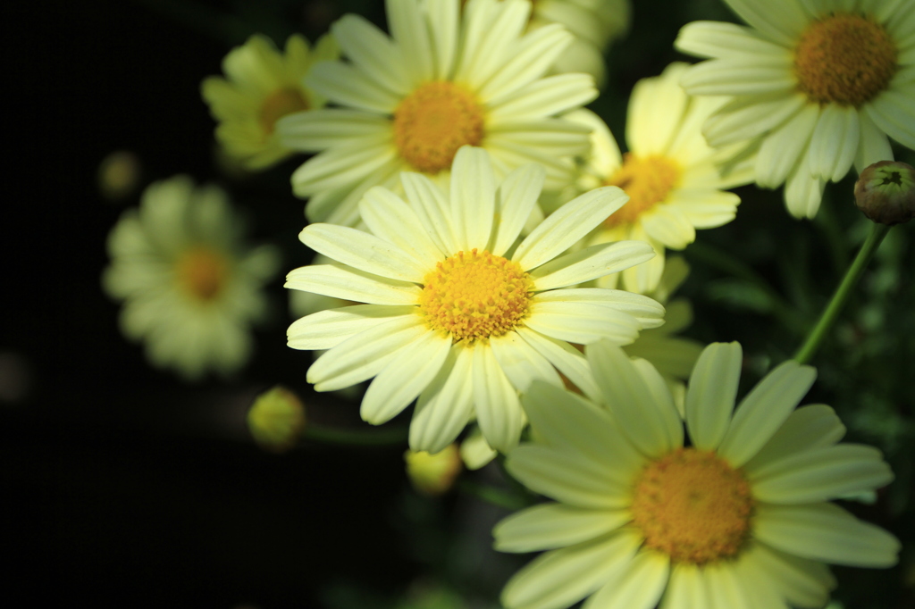 伊豆四季の花公園002