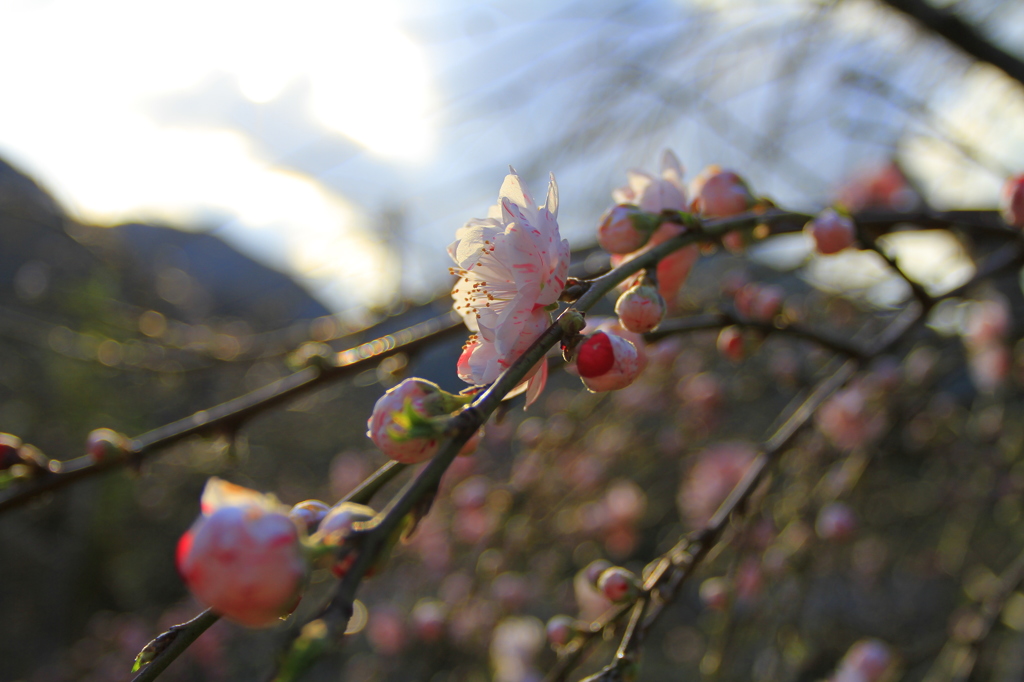 河津の桜002