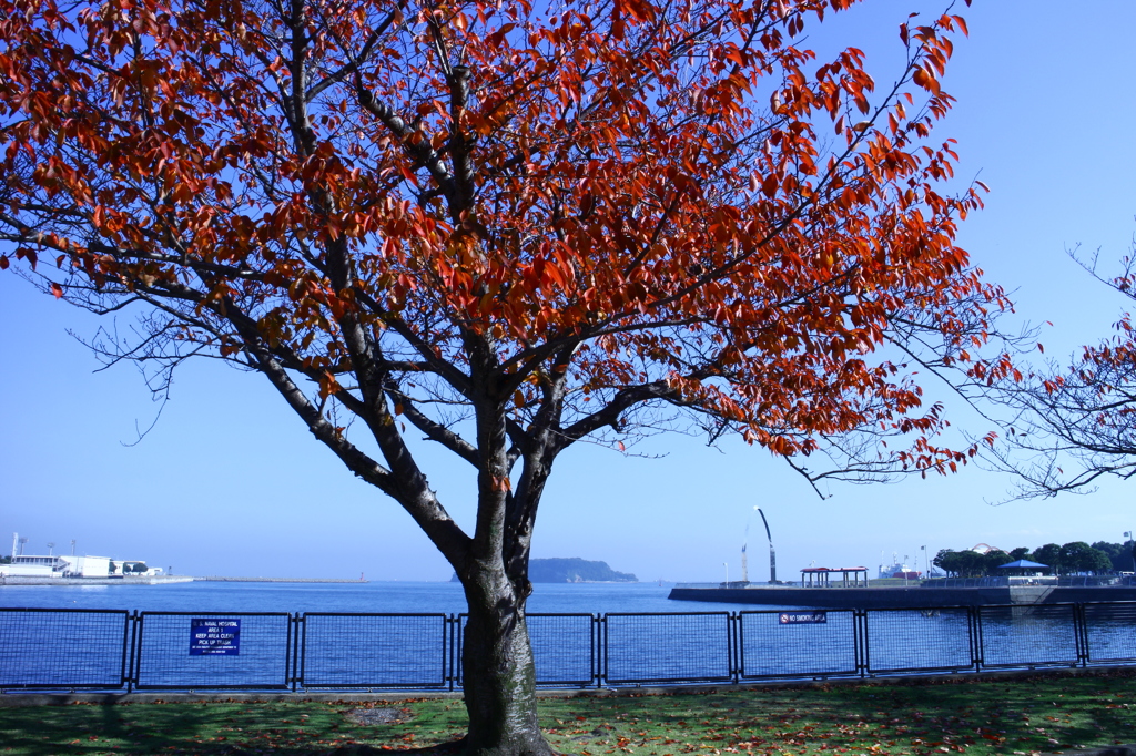 猿島と紅葉