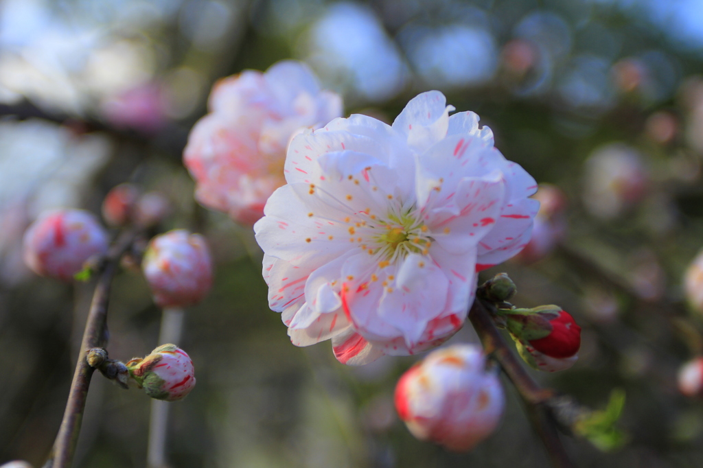 河津の桜001