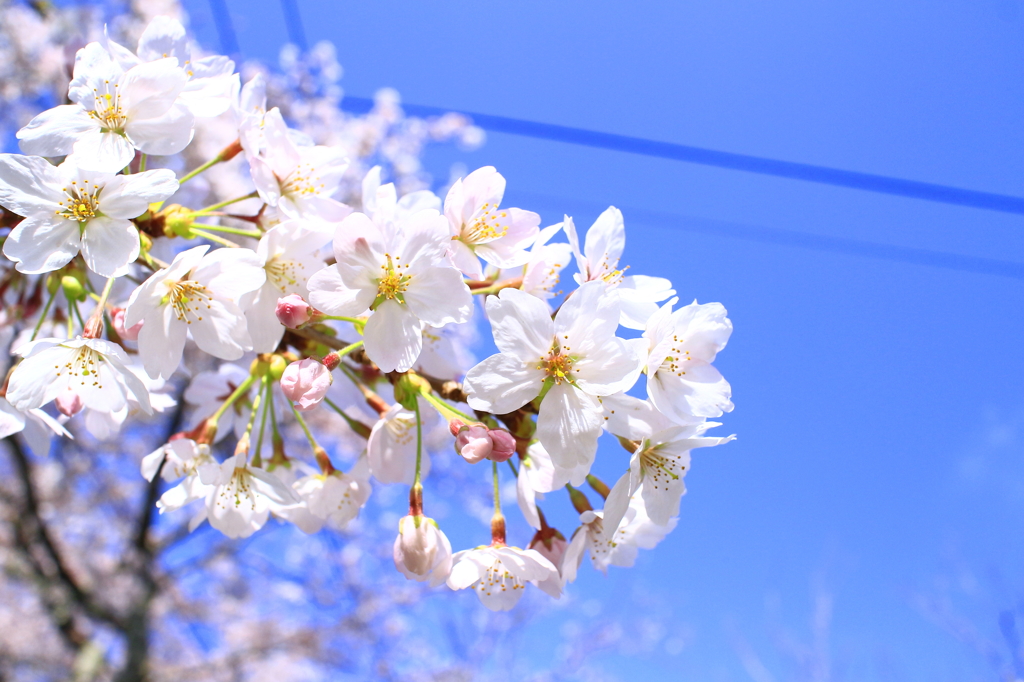 桜