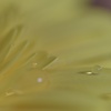 water drip
