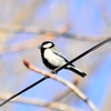 シジュウカラ