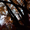 紅葉の庭３