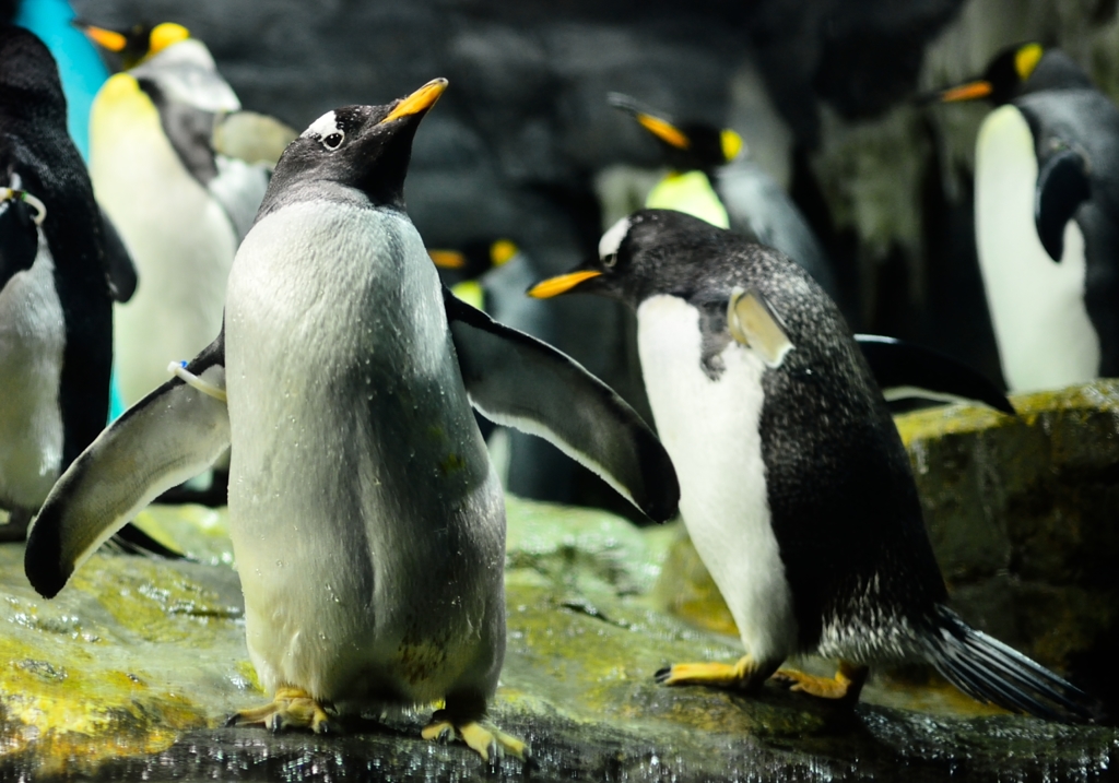 海遊館にて　ジェンツーペンギン