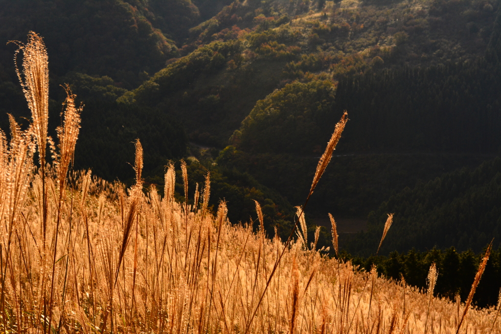 曽爾高原のすすき２