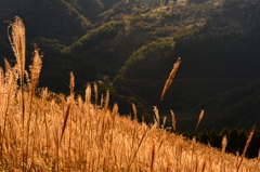 曽爾高原のすすき２