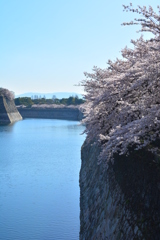 お堀の桜１
