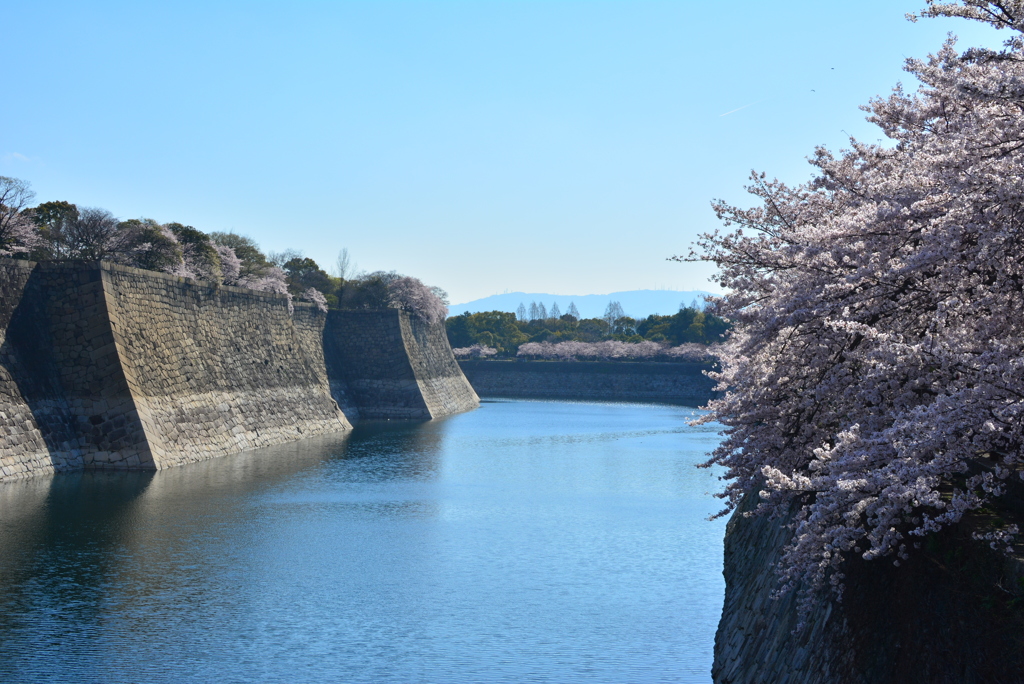 お堀の桜３