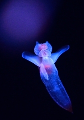 海遊館にて　クリオネ１