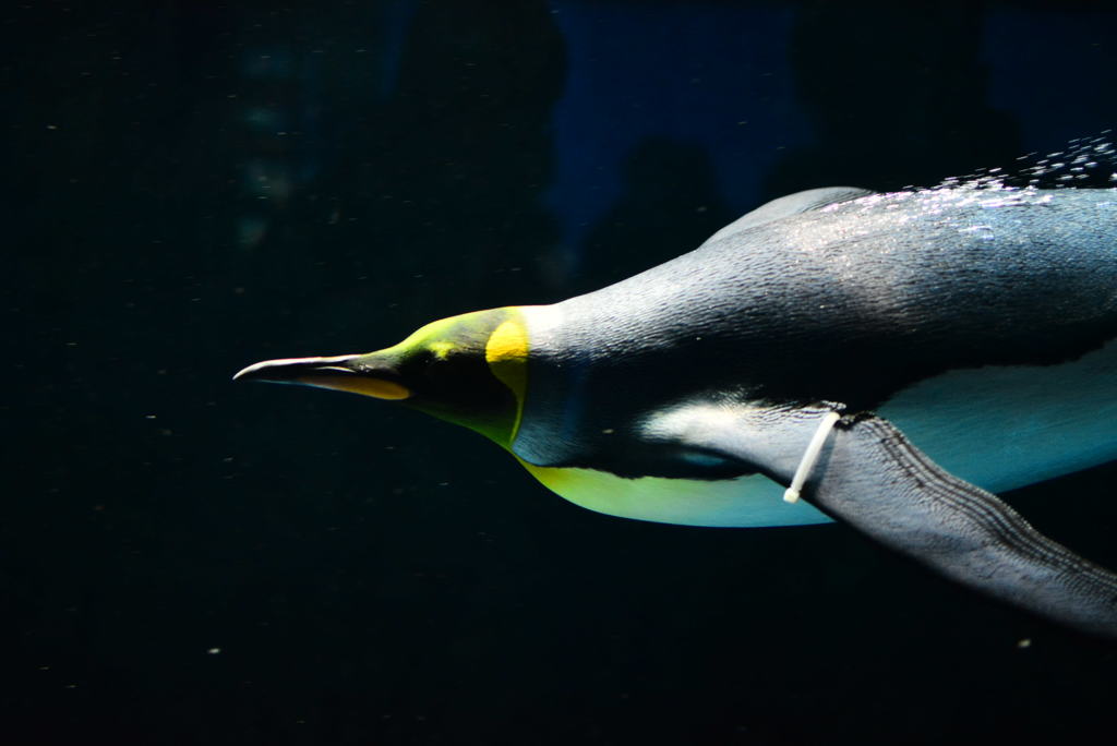 海遊館にて　王様ペンギン