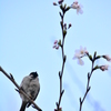 さくらの蕾とふくら雀