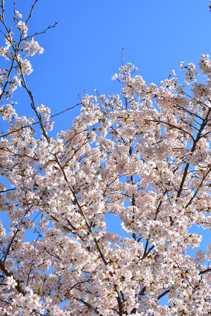 桜