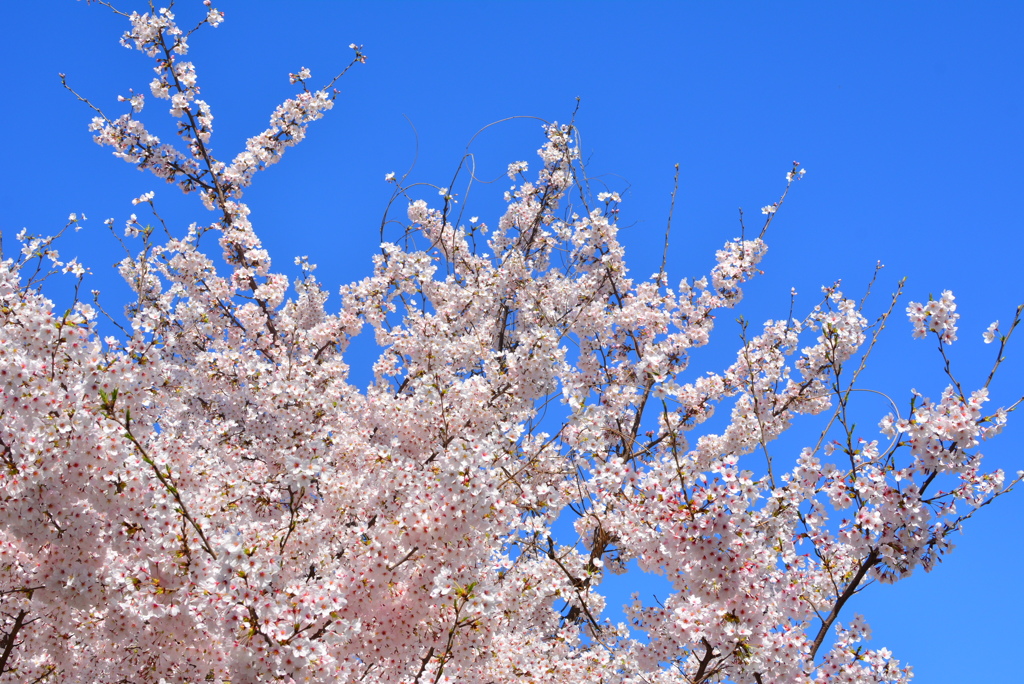 桜