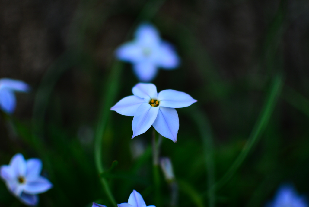 六華