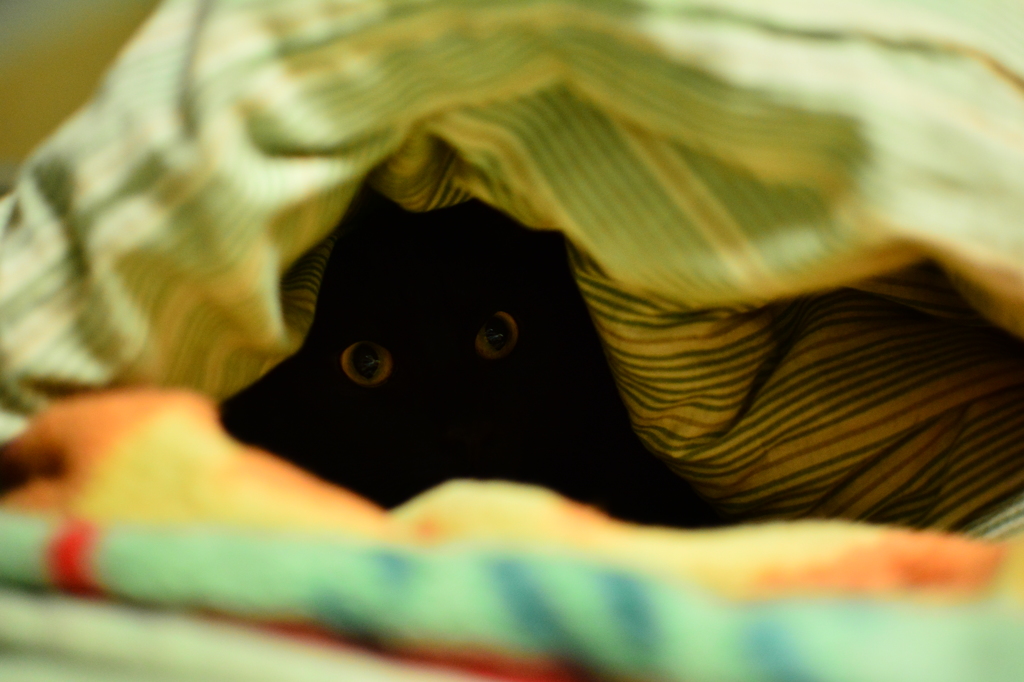 うちの真っ黒くろすけ