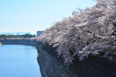 お堀の桜２