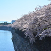 お堀の桜２