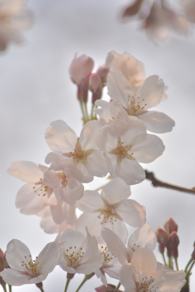 満開の桜