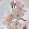 満開の桜