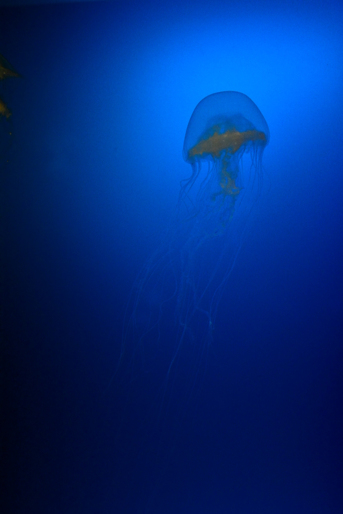くらげ＠海遊館