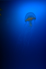 くらげ＠海遊館