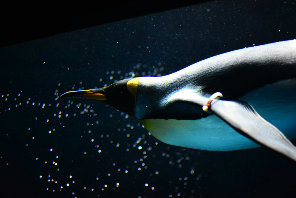 海遊館にて 王様ペンギン２ By K Saki Id 写真共有サイト Photohito