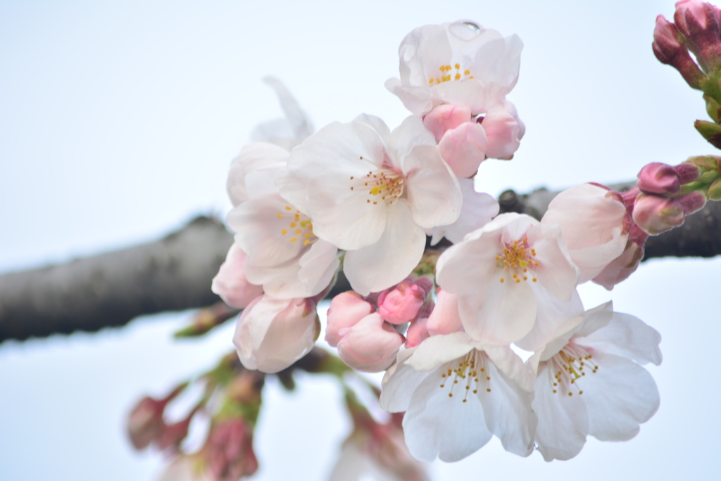 桜