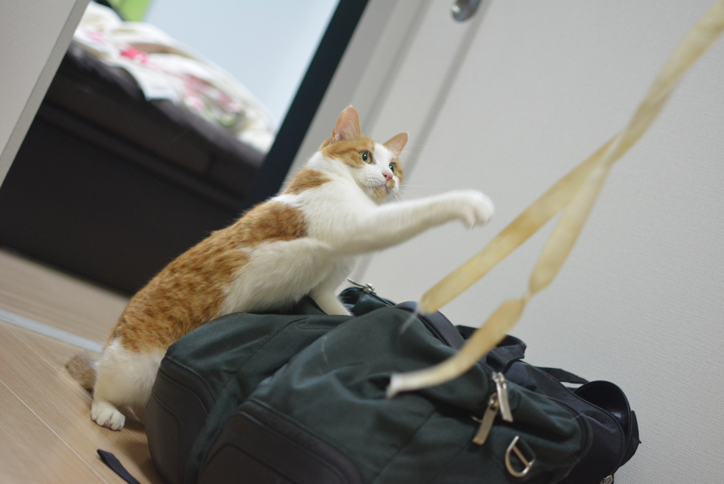 にゃっ！