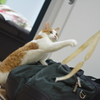 にゃっ！
