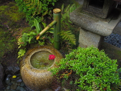 波紋