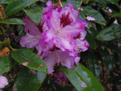 楊貴妃桜の下で