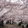 弘前公園　西堀