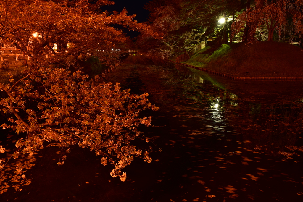 深　夜桜