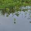 冠水