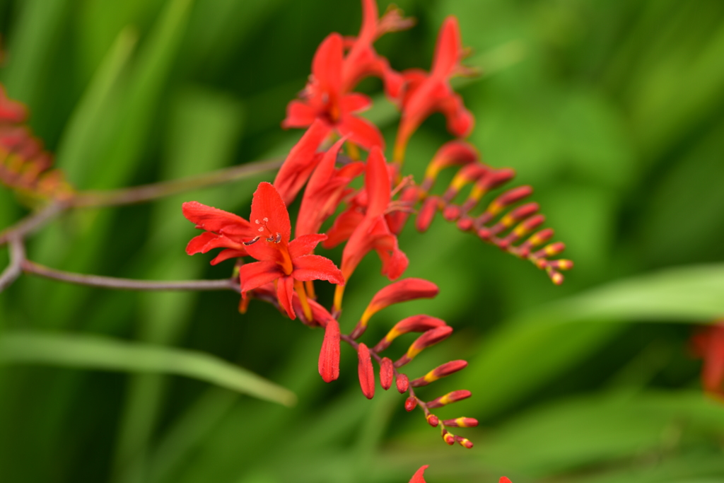 SUMMER　FLOWER