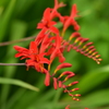 SUMMER　FLOWER