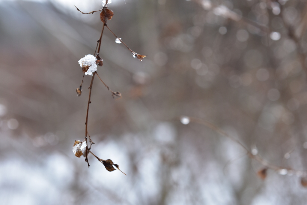 雪ぼんぼり