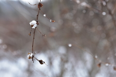 雪ぼんぼり