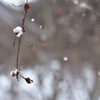 雪ぼんぼり