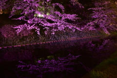 弘前城夜桜