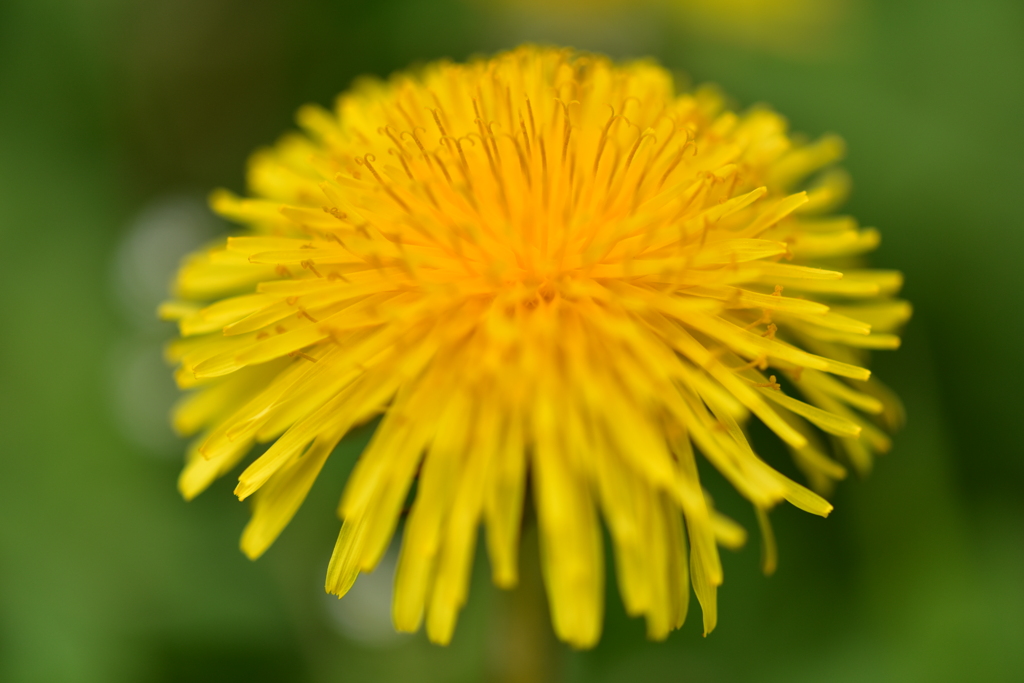 Dandelion