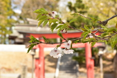 神様もお花見